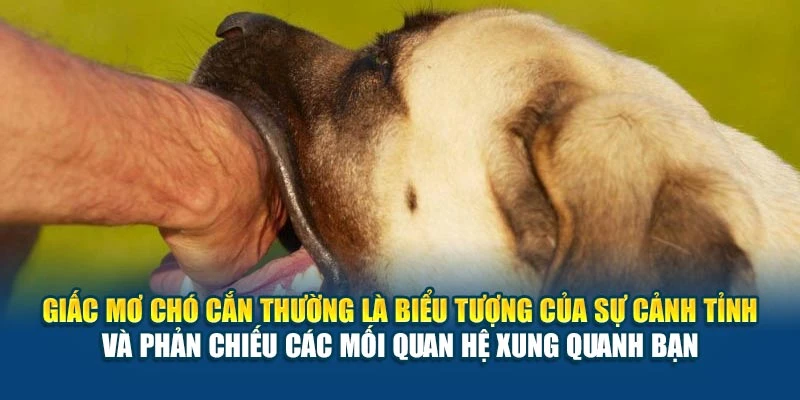 Giấc mơ chó cắn thường là biểu tượng của sự cảnh tỉnh và phản chiếu các mối quan hệ xung quanh bạn