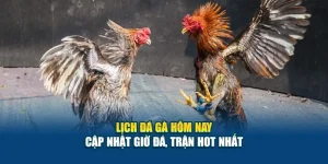 Lịch Đá Gà Hôm Nay - Cập Nhật Giờ Đá, Trận Hot Nhất